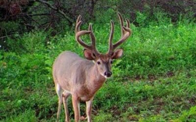 How to Choose the Right Deer Hunting Outfitter in Kansas
