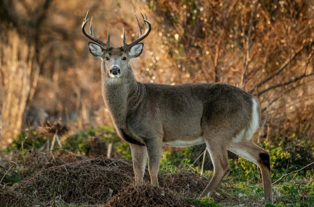Guide to Deer Hunting in Kentucky White Tail Heaven Outfitter