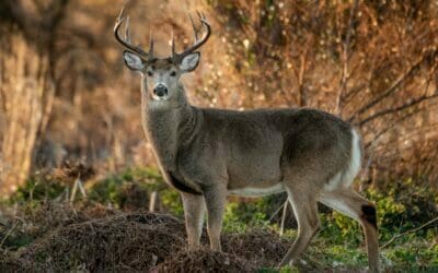 The Ultimate Guide to Deer Hunting in Kentucky: Tips and Strategies